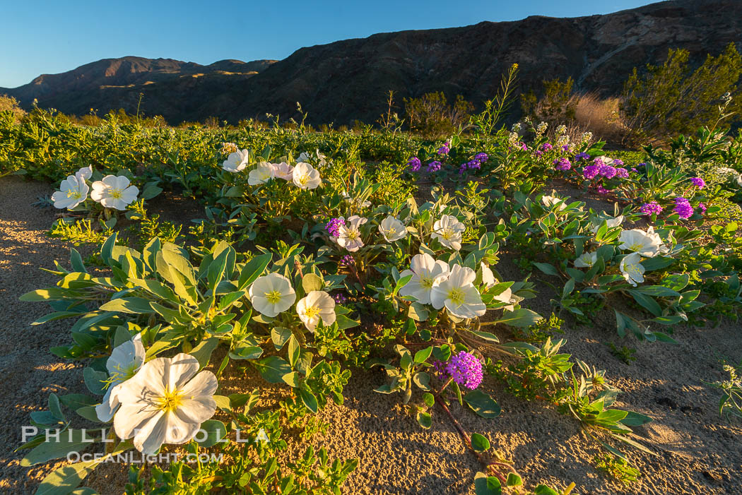 Dune Evening Primrose bloom in Anza Borrego Desert State Park, during the 2017 Superbloom. Anza-Borrego Desert State Park, Borrego Springs, California, USA, Oenothera deltoides, natural history stock photograph, photo id 33112
