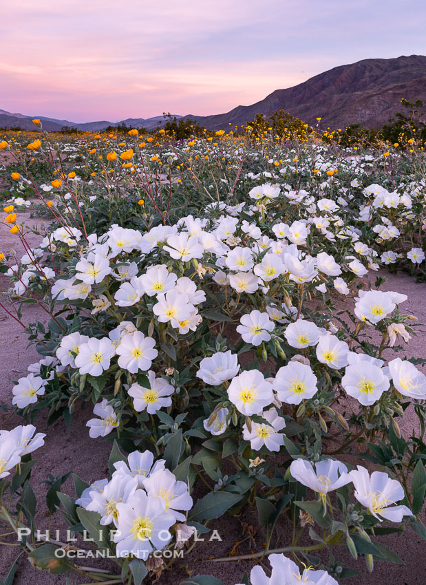 Dune Evening Primrose bloom in Anza Borrego Desert State Park, during the 2017 Superbloom. Anza-Borrego Desert State Park, Borrego Springs, California, USA, Oenothera deltoides, natural history stock photograph, photo id 33172