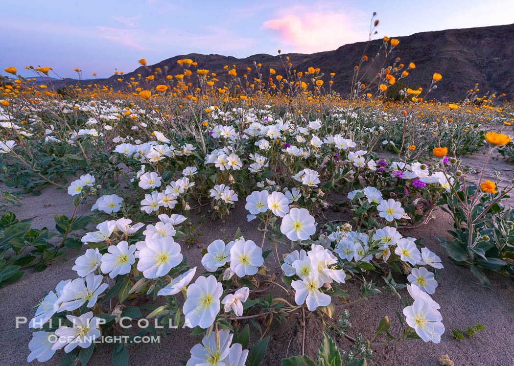 Dune Evening Primrose bloom in Anza Borrego Desert State Park, during the 2017 Superbloom. Anza-Borrego Desert State Park, Borrego Springs, California, USA, Oenothera deltoides, natural history stock photograph, photo id 33180