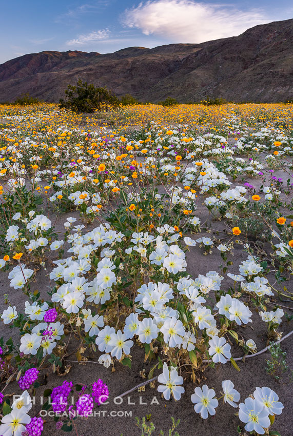 Dune Evening Primrose bloom in Anza Borrego Desert State Park, during the 2017 Superbloom. Anza-Borrego Desert State Park, Borrego Springs, California, USA, Oenothera deltoides, natural history stock photograph, photo id 33184