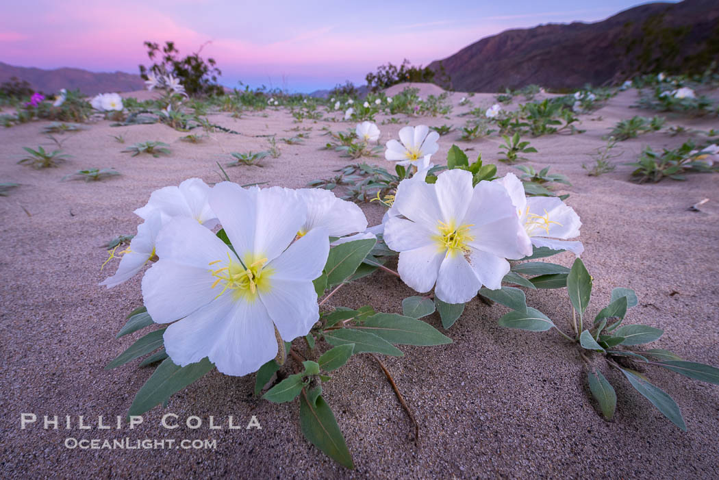 Dune Evening Primrose bloom in Anza Borrego Desert State Park, during the 2017 Superbloom. Anza-Borrego Desert State Park, Borrego Springs, California, USA, Oenothera deltoides, natural history stock photograph, photo id 33123
