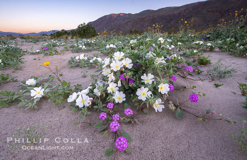 Dune Evening Primrose bloom in Anza Borrego Desert State Park, during the 2017 Superbloom. Anza-Borrego Desert State Park, Borrego Springs, California, USA, Oenothera deltoides, natural history stock photograph, photo id 33155