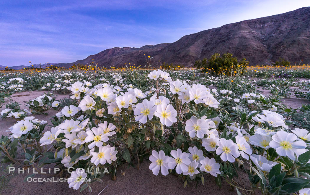 Dune Evening Primrose bloom in Anza Borrego Desert State Park, during the 2017 Superbloom. Anza-Borrego Desert State Park, Borrego Springs, California, USA, Oenothera deltoides, natural history stock photograph, photo id 33167