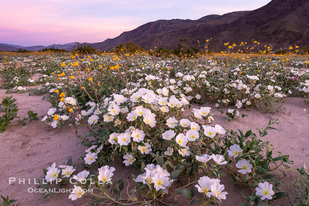 Dune Evening Primrose bloom in Anza Borrego Desert State Park, during the 2017 Superbloom. Anza-Borrego Desert State Park, Borrego Springs, California, USA, Oenothera deltoides, natural history stock photograph, photo id 33171