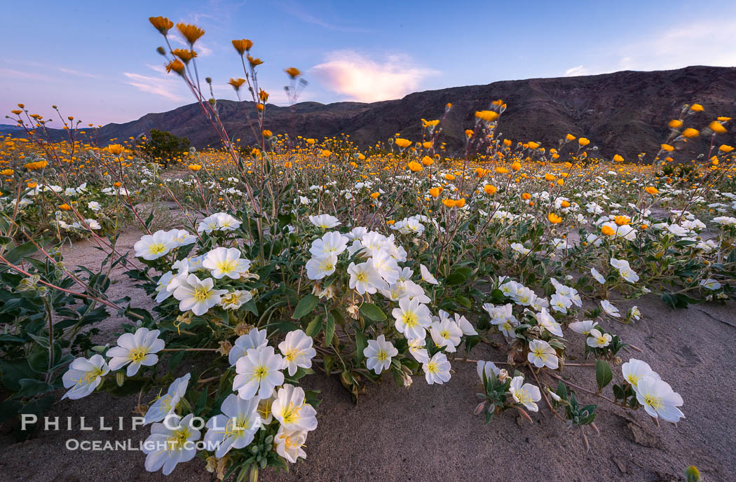 Dune Evening Primrose bloom in Anza Borrego Desert State Park, during the 2017 Superbloom. Anza-Borrego Desert State Park, Borrego Springs, California, USA, Oenothera deltoides, natural history stock photograph, photo id 33183