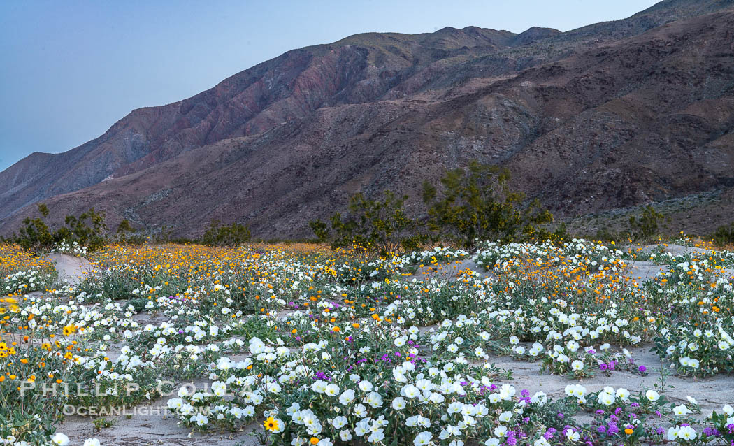Dune Evening Primrose bloom in Anza Borrego Desert State Park, during the 2017 Superbloom. Anza-Borrego Desert State Park, Borrego Springs, California, USA, Oenothera deltoides, natural history stock photograph, photo id 33215