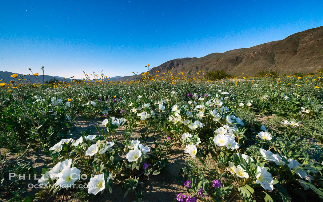 Dune Evening Primrose bloom in Anza Borrego Desert State Park, during the 2017 Superbloom. Anza-Borrego Desert State Park, Borrego Springs, California, USA, Oenothera deltoides, natural history stock photograph, photo id 33153