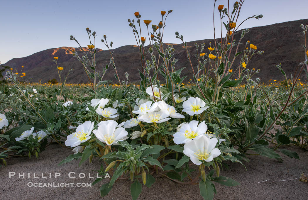 Dune Evening Primrose bloom in Anza Borrego Desert State Park, during the 2017 Superbloom. Anza-Borrego Desert State Park, Borrego Springs, California, USA, Oenothera deltoides, natural history stock photograph, photo id 33157
