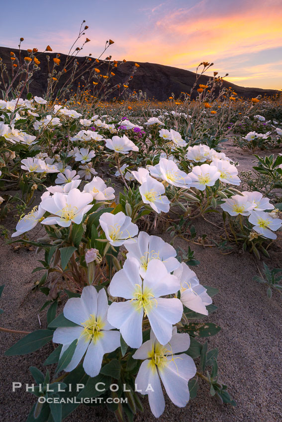 Dune Evening Primrose bloom in Anza Borrego Desert State Park, during the 2017 Superbloom. Anza-Borrego Desert State Park, Borrego Springs, California, USA, Oenothera deltoides, natural history stock photograph, photo id 33181