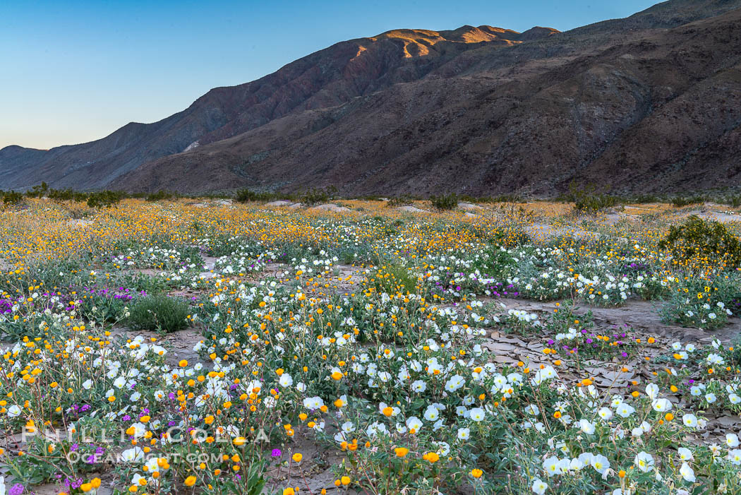 Dune Evening Primrose bloom in Anza Borrego Desert State Park, during the 2017 Superbloom. Anza-Borrego Desert State Park, Borrego Springs, California, USA, Oenothera deltoides, natural history stock photograph, photo id 33217
