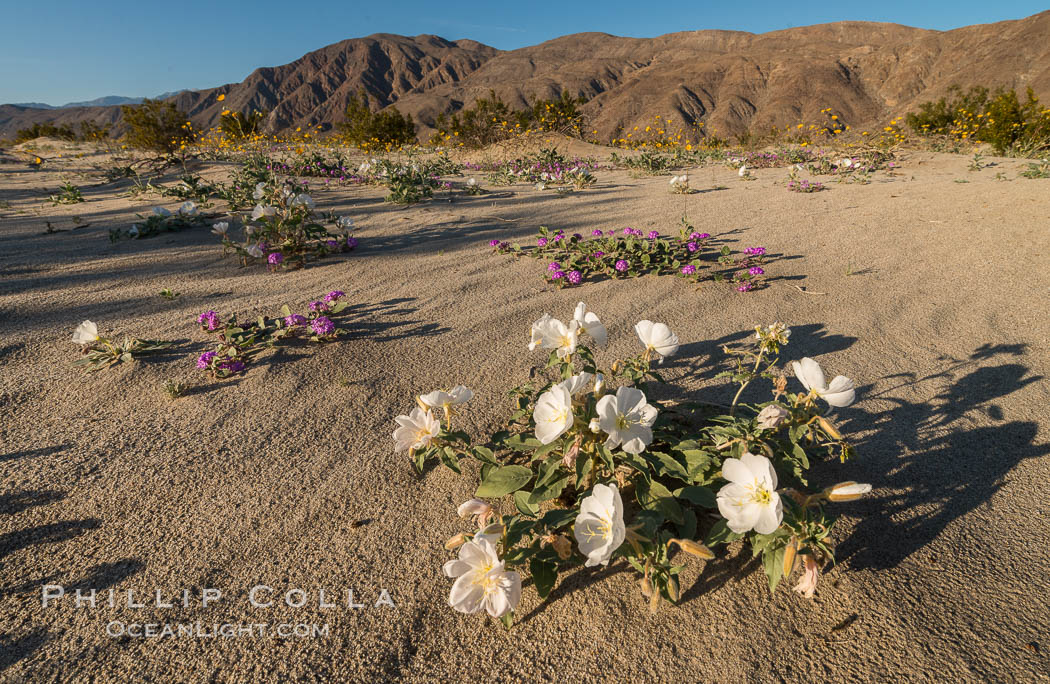 Dune Evening Primrose Wildflowers, Anza-Borrego Desert State Park. Borrego Springs, California, USA, Oenothera deltoides, natural history stock photograph, photo id 30522