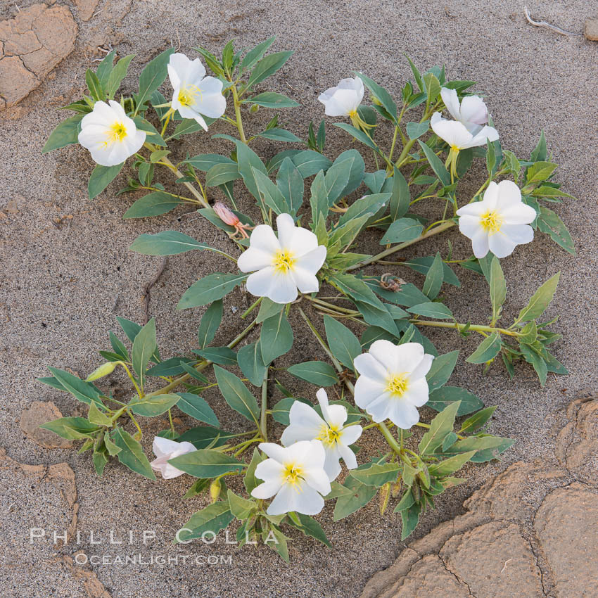 Dune Evening Primrose Wildflowers, Anza-Borrego Desert State Park. Borrego Springs, California, USA, Oenothera deltoides, natural history stock photograph, photo id 30530