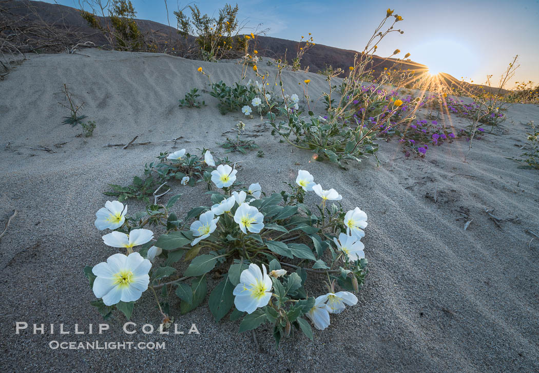 Dune Evening Primrose Wildflowers, Anza-Borrego Desert State Park. Borrego Springs, California, USA, Oenothera deltoides, natural history stock photograph, photo id 30542