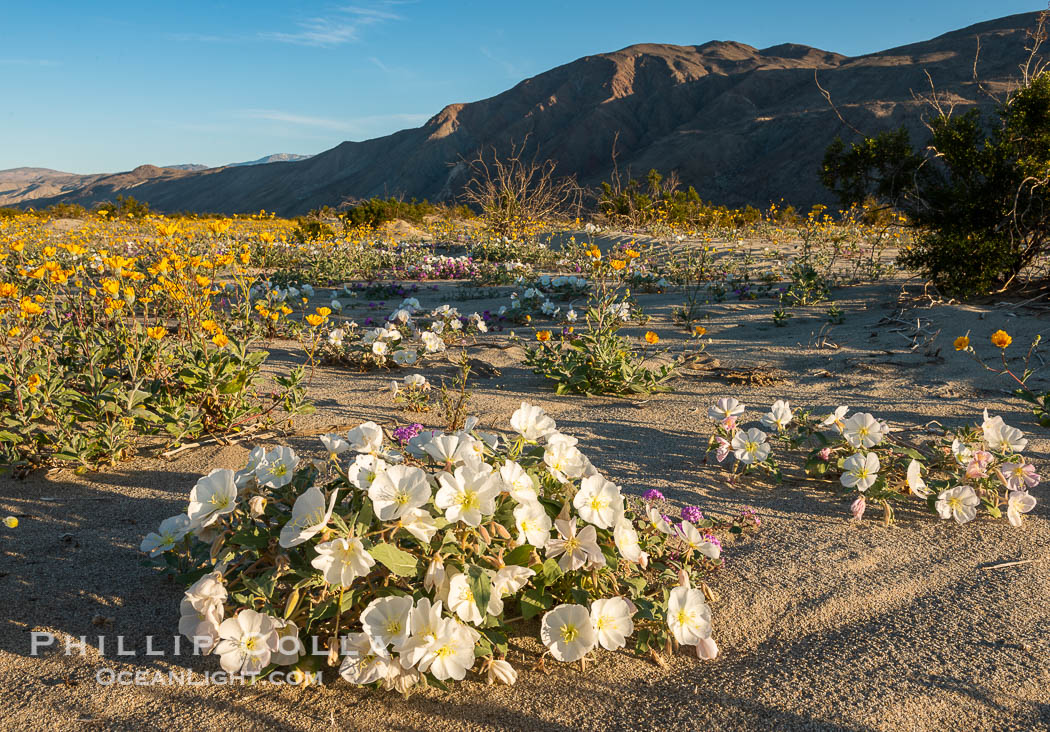 Dune Evening Primrose Wildflowers, Anza-Borrego Desert State Park. Borrego Springs, California, USA, Oenothera deltoides, natural history stock photograph, photo id 30544