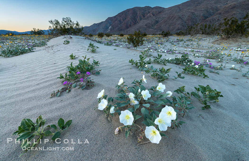 Dune Evening Primrose Wildflowers, Anza-Borrego Desert State Park. Borrego Springs, California, USA, Oenothera deltoides, natural history stock photograph, photo id 30499