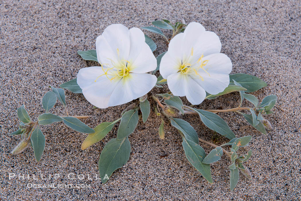 Dune Evening Primrose Wildflowers, Anza-Borrego Desert State Park. Borrego Springs, California, USA, Oenothera deltoides, natural history stock photograph, photo id 30531