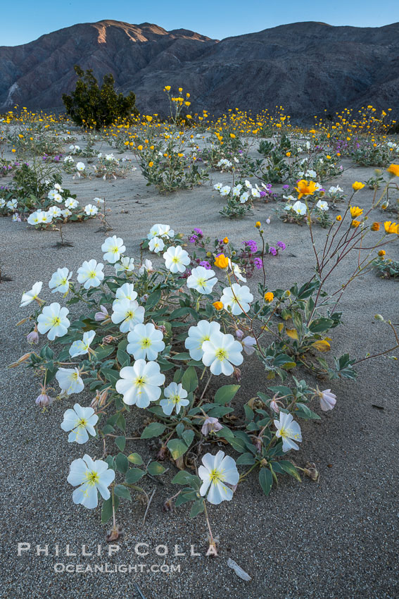 Dune Evening Primrose Wildflowers, Anza-Borrego Desert State Park. Borrego Springs, California, USA, Oenothera deltoides, natural history stock photograph, photo id 30509