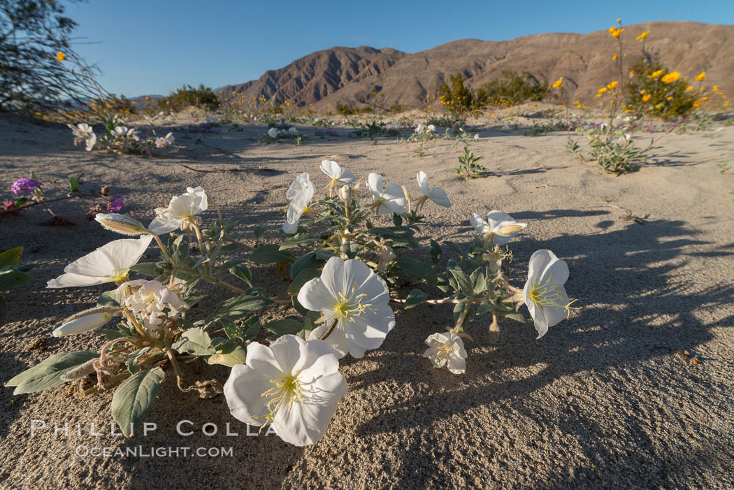 Dune Evening Primrose Wildflowers, Anza-Borrego Desert State Park. Borrego Springs, California, USA, Oenothera deltoides, natural history stock photograph, photo id 30521