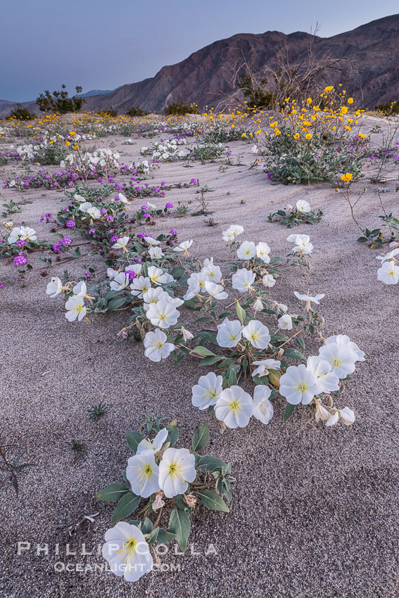 Dune Evening Primrose Wildflowers, Anza-Borrego Desert State Park. Borrego Springs, California, USA, Abronia villosa, Oenothera deltoides, natural history stock photograph, photo id 30533