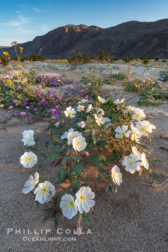 Dune Evening Primrose Wildflowers, Anza-Borrego Desert State Park. Borrego Springs, California, USA, Abronia villosa, Oenothera deltoides, natural history stock photograph, photo id 30541