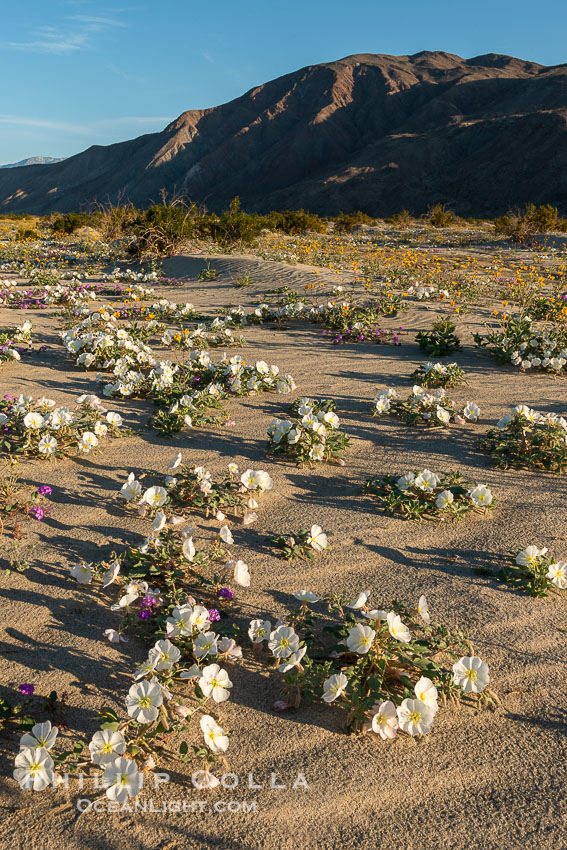Dune Evening Primrose Wildflowers, Anza-Borrego Desert State Park. Borrego Springs, California, USA, Oenothera deltoides, natural history stock photograph, photo id 30545