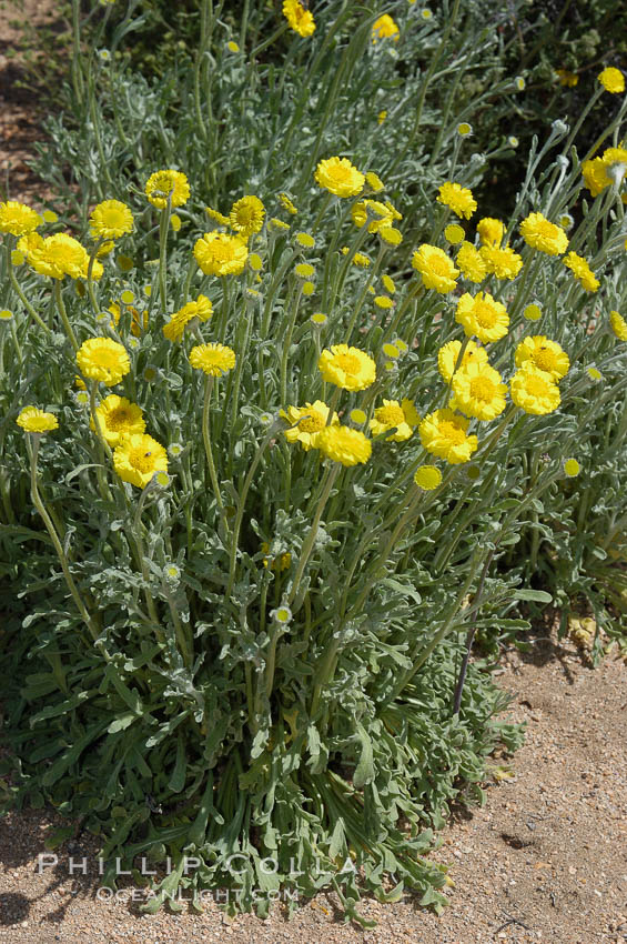 Dune marigold (wooly marigold), a desert annual common in the Colorado Desert. Joshua Tree National Park, California, USA, Baileya pleniradiata, natural history stock photograph, photo id 09114