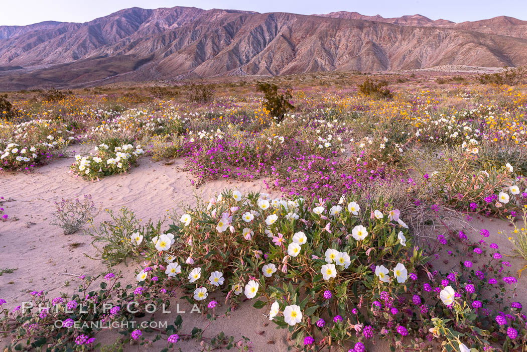 Dune primrose (white) and sand verbena (purple) bloom in spring in Anza Borrego Desert State Park, mixing in a rich display of desert color, Abronia villosa, Oenothera deltoides, Anza-Borrego Desert State Park, Borrego Springs, California