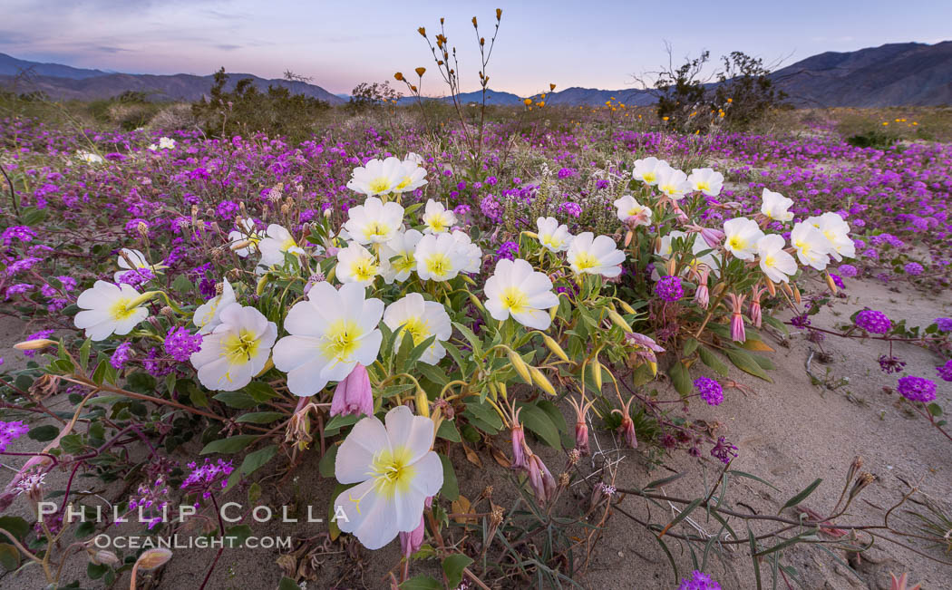 Dune primrose (white) and sand verbena (purple) bloom in spring in Anza Borrego Desert State Park, mixing in a rich display of desert color, Abronia villosa, Oenothera deltoides, Anza-Borrego Desert State Park, Borrego Springs, California