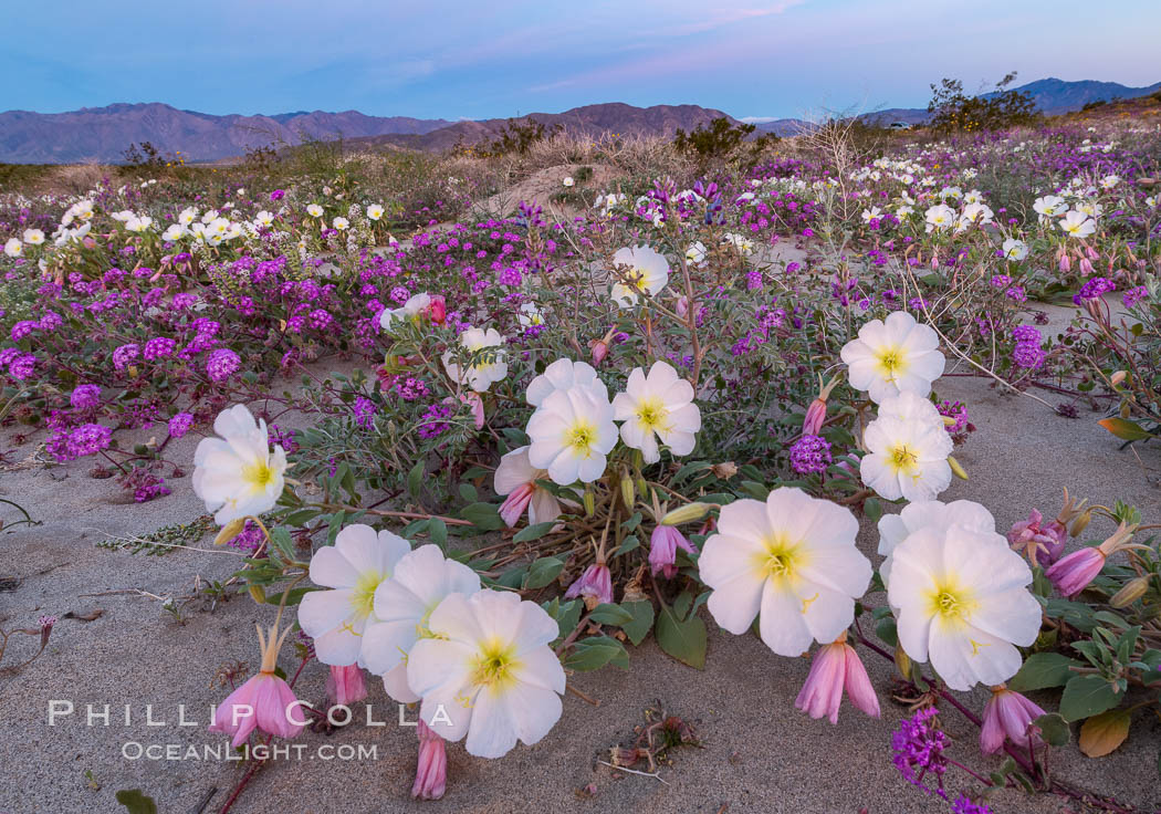 Dune primrose (white) and sand verbena (purple) bloom in spring in Anza Borrego Desert State Park, mixing in a rich display of desert color, Abronia villosa, Oenothera deltoides, Anza-Borrego Desert State Park, Borrego Springs, California