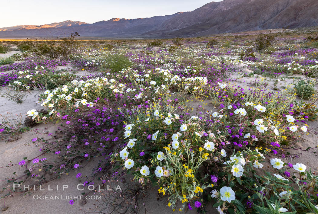 Dune primrose (white) and sand verbena (purple) bloom in spring in Anza Borrego Desert State Park, mixing in a rich display of desert color. Anza-Borrego Desert State Park, Borrego Springs, California, USA, Abronia villosa, Oenothera deltoides, natural history stock photograph, photo id 35217