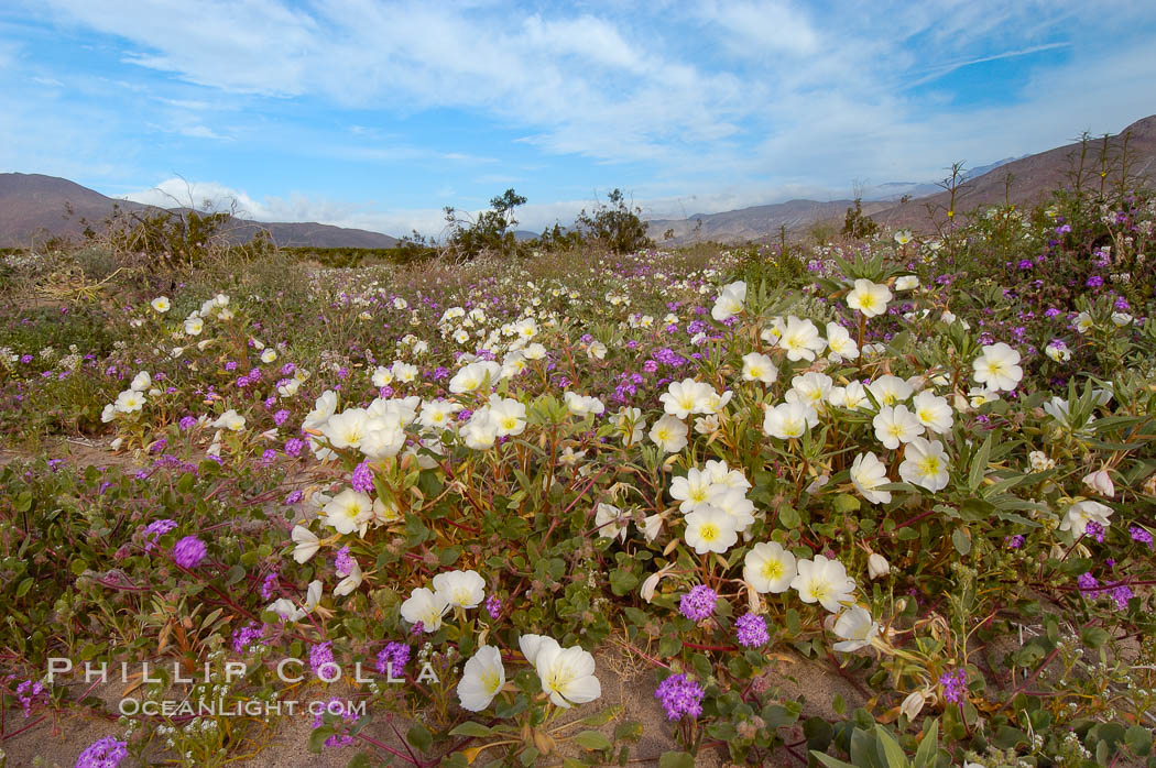 Dune primrose (white) and sand verbena (purple) bloom in spring in Anza Borrego Desert State Park, mixing in a rich display of desert color.  Anza Borrego Desert State Park. Anza-Borrego Desert State Park, Borrego Springs, California, USA, Abronia villosa, Oenothera deltoides, natural history stock photograph, photo id 10470
