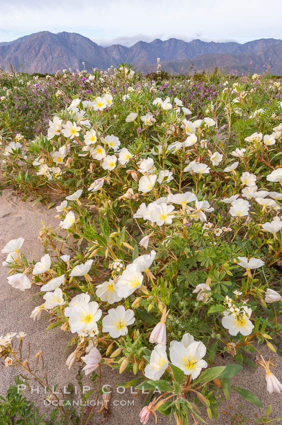 Dune primrose blooms in spring following winter rains.  Dune primrose is a common ephemeral wildflower on the Colorado Desert, growing on dunes.  Its blooms open in the evening and last through midmorning.  Anza Borrego Desert State Park. Anza-Borrego Desert State Park, Borrego Springs, California, USA, Oenothera deltoides, natural history stock photograph, photo id 10486