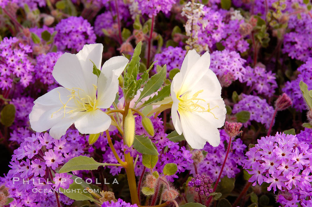 Dune primrose (white) and sand verbena (purple) bloom in spring in Anza Borrego Desert State Park, mixing in a rich display of desert color.  Anza Borrego Desert State Park. Anza-Borrego Desert State Park, Borrego Springs, California, USA, Abronia villosa, Oenothera deltoides, natural history stock photograph, photo id 10502