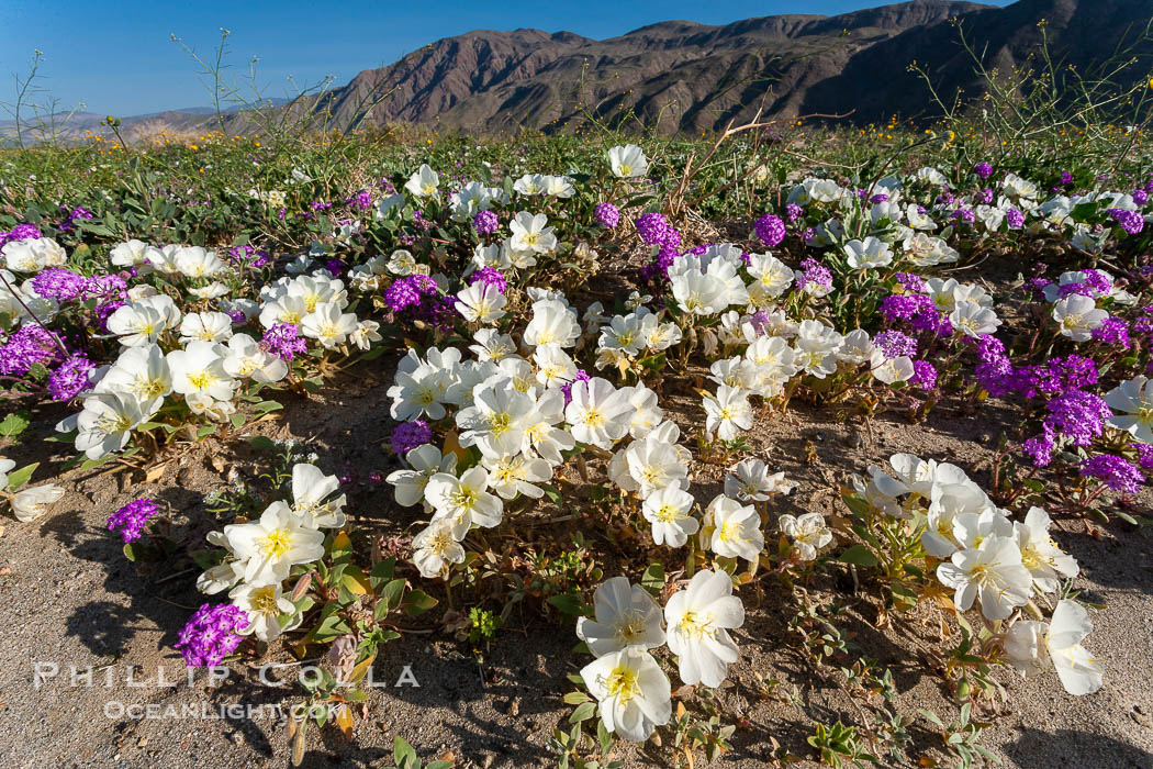 Dune primrose (white) and sand verbena (purple) bloom in spring in Anza Borrego Desert State Park, mixing in a rich display of desert color.  Anza Borrego Desert State Park. Anza-Borrego Desert State Park, Borrego Springs, California, USA, Abronia villosa, Oenothera deltoides, natural history stock photograph, photo id 20466