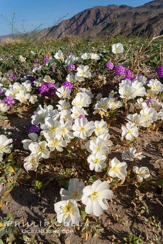 Dune primrose (white) and sand verbena (purple) bloom in spring in Anza Borrego Desert State Park, mixing in a rich display of desert color.  Anza Borrego Desert State Park. Anza-Borrego Desert State Park, Borrego Springs, California, USA, Abronia villosa, Oenothera deltoides, natural history stock photograph, photo id 20482