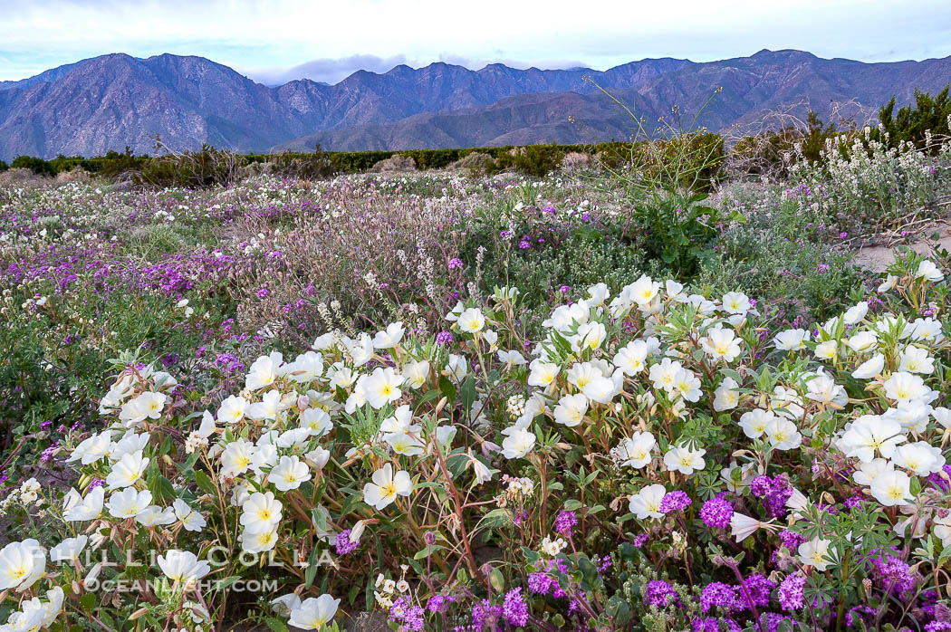 Dune primrose blooms in spring following winter rains.  Dune primrose is a common ephemeral wildflower on the Colorado Desert, growing on dunes.  Its blooms open in the evening and last through midmorning.  Anza Borrego Desert State Park., Oenothera deltoides, natural history stock photograph, photo id 10482
