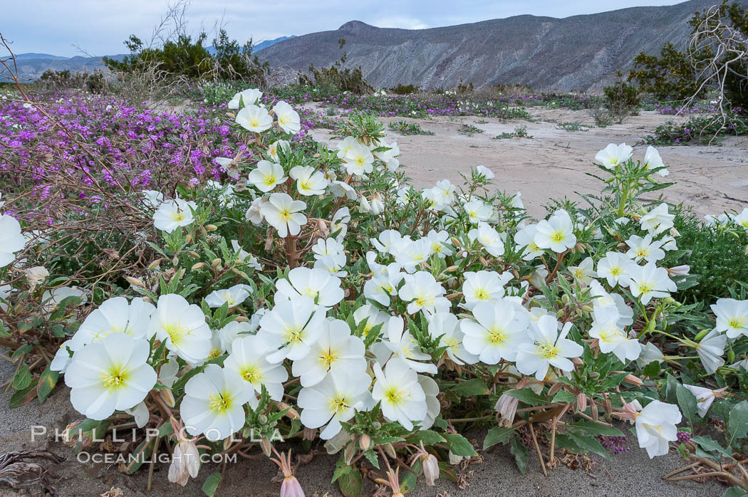 Dune primrose blooms in spring following winter rains.  Dune primrose is a common ephemeral wildflower on the Colorado Desert, growing on dunes.  Its blooms open in the evening and last through midmorning.  Anza Borrego Desert State Park. Anza-Borrego Desert State Park, Borrego Springs, California, USA, Oenothera deltoides, natural history stock photograph, photo id 10476