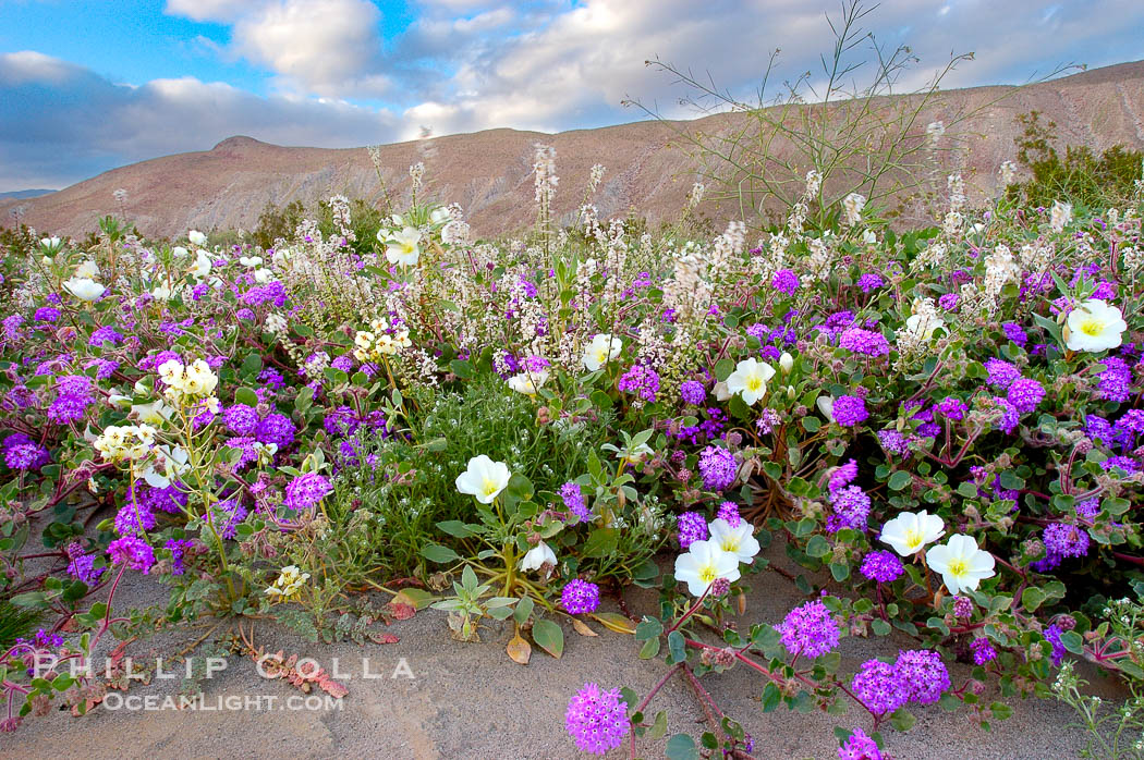 Dune primrose (white) and sand verbena (purple) bloom in spring in Anza Borrego Desert State Park, mixing in a rich display of desert color.  Anza Borrego Desert State Park. Anza-Borrego Desert State Park, Borrego Springs, California, USA, Abronia villosa, Oenothera deltoides, natural history stock photograph, photo id 10464