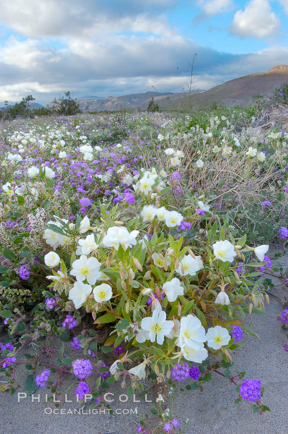 Dune primrose (white) and sand verbena (purple) bloom in spring in Anza Borrego Desert State Park, mixing in a rich display of desert color.  Anza Borrego Desert State Park. Anza-Borrego Desert State Park, Borrego Springs, California, USA, Abronia villosa, Oenothera deltoides, natural history stock photograph, photo id 10468