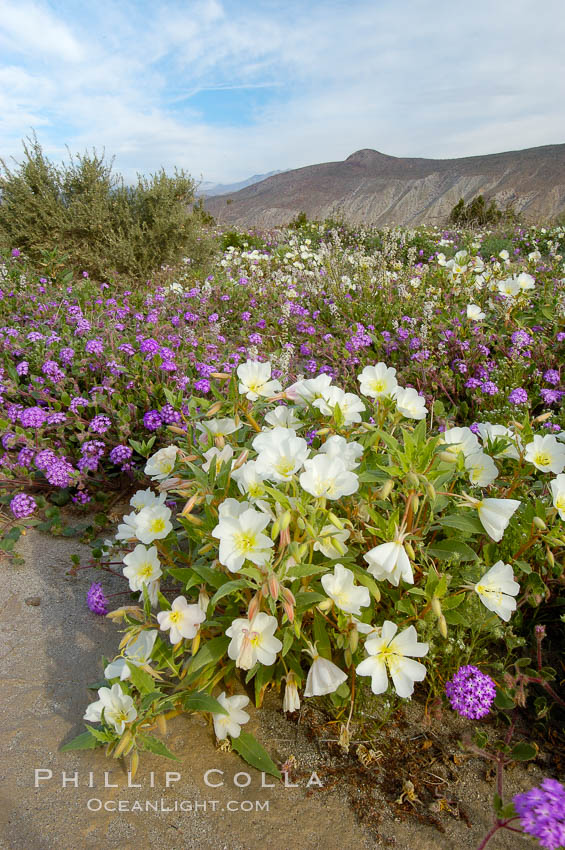 Dune primrose (white) and sand verbena (purple) bloom in spring in Anza Borrego Desert State Park, mixing in a rich display of desert color.  Anza Borrego Desert State Park. Anza-Borrego Desert State Park, Borrego Springs, California, USA, Abronia villosa, Oenothera deltoides, natural history stock photograph, photo id 10480