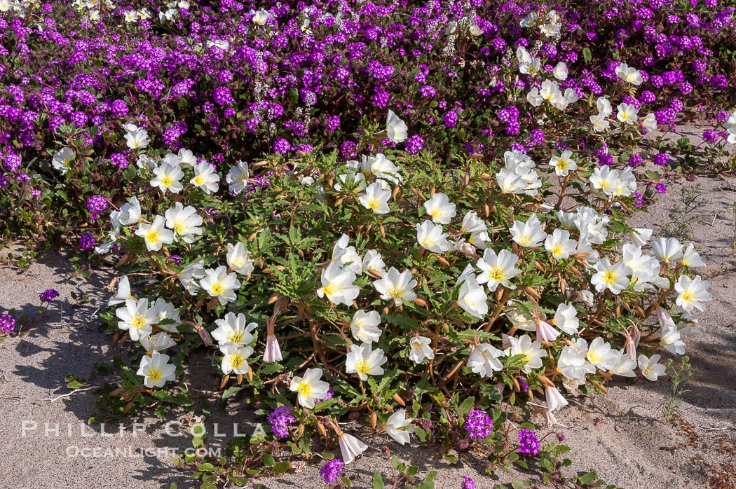 Dune primrose (white) and sand verbena (purple) bloom in spring in Anza Borrego Desert State Park, mixing in a rich display of desert color.  Anza Borrego Desert State Park. Anza-Borrego Desert State Park, Borrego Springs, California, USA, Abronia villosa, Oenothera deltoides, natural history stock photograph, photo id 10484