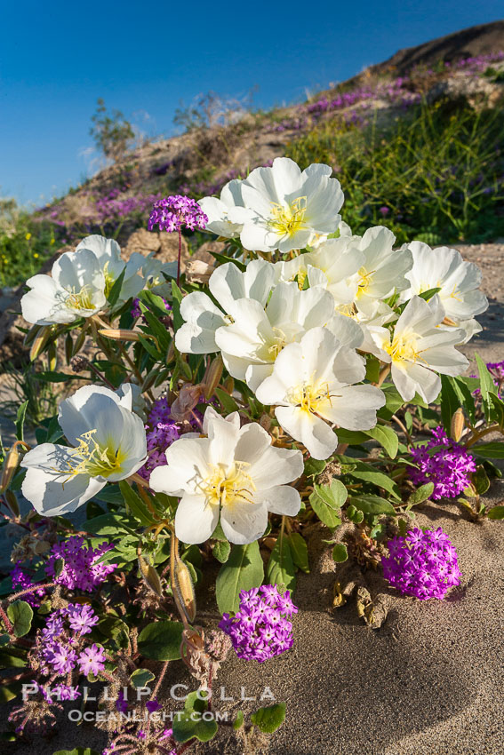 Dune primrose (white) and sand verbena (purple) bloom in spring in Anza Borrego Desert State Park, mixing in a rich display of desert color.  Anza Borrego Desert State Park. Anza-Borrego Desert State Park, Borrego Springs, California, USA, Abronia villosa, Oenothera deltoides, natural history stock photograph, photo id 20464