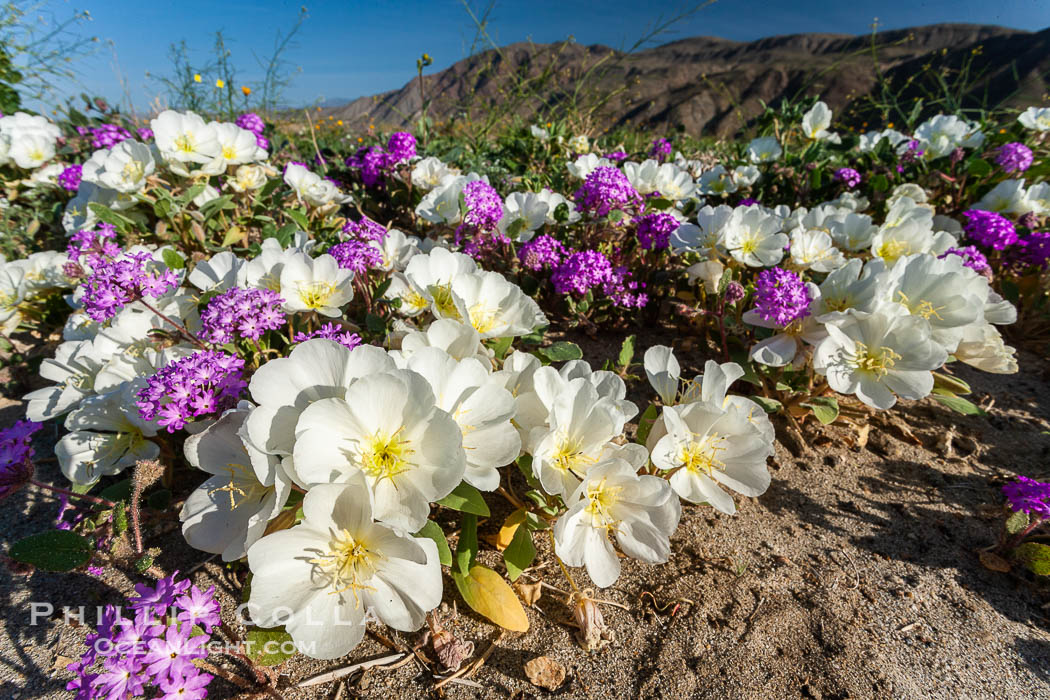 Dune primrose (white) and sand verbena (purple) bloom in spring in Anza Borrego Desert State Park, mixing in a rich display of desert color.  Anza Borrego Desert State Park. Anza-Borrego Desert State Park, Borrego Springs, California, USA, Abronia villosa, Oenothera deltoides, natural history stock photograph, photo id 20468