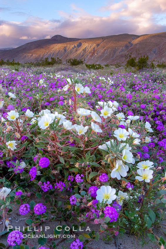 Dune primrose (white) and sand verbena (purple) bloom in spring in Anza Borrego Desert State Park, mixing in a rich display of desert color.  Anza Borrego Desert State Park. Anza-Borrego Desert State Park, Borrego Springs, California, USA, Abronia villosa, Oenothera deltoides, natural history stock photograph, photo id 10459