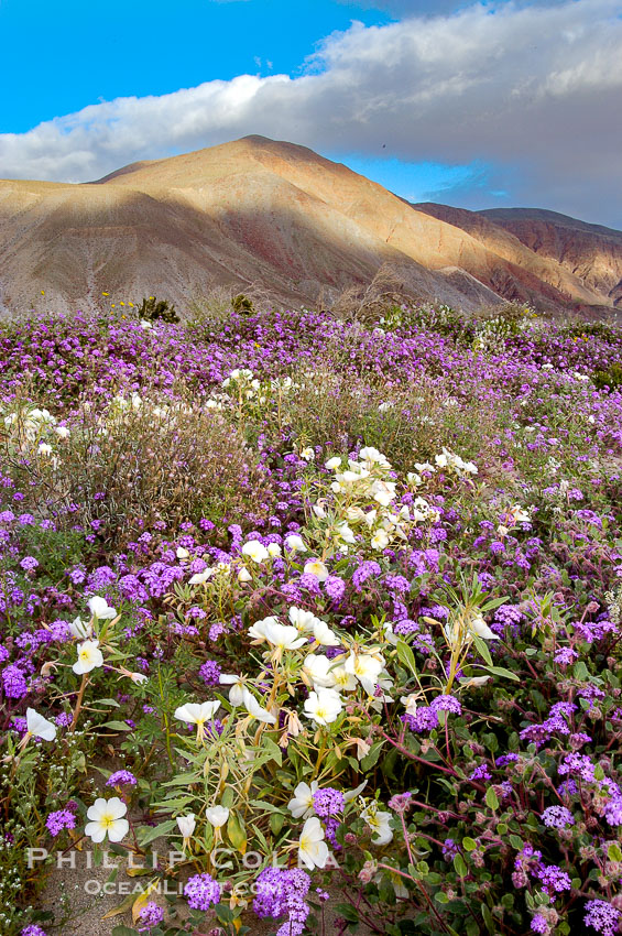 Dune primrose (white) and sand verbena (purple) bloom in spring in Anza Borrego Desert State Park, mixing in a rich display of desert color.  Anza Borrego Desert State Park. Anza-Borrego Desert State Park, Borrego Springs, California, USA, Abronia villosa, Oenothera deltoides, natural history stock photograph, photo id 10467