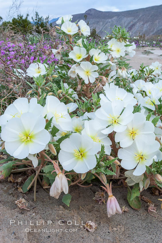 Dune primrose blooms in spring following winter rains.  Dune primrose is a common ephemeral wildflower on the Colorado Desert, growing on dunes.  Its blooms open in the evening and last through midmorning.  Anza Borrego Desert State Park. Anza-Borrego Desert State Park, Borrego Springs, California, USA, Oenothera deltoides, natural history stock photograph, photo id 10475