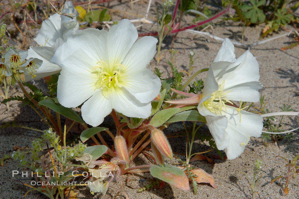 Dune primrose blooms in spring following winter rains.  Dune primrose is a common ephemeral wildflower on the Colorado Desert, growing on dunes.  Its blooms open in the evening and last through midmorning.  Anza Borrego Desert State Park. Anza-Borrego Desert State Park, Borrego Springs, California, USA, Oenothera deltoides, natural history stock photograph, photo id 10503