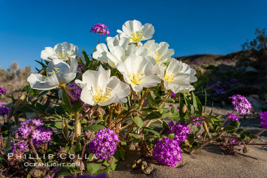 Dune primrose (white) and sand verbena (purple) bloom in spring in Anza Borrego Desert State Park, mixing in a rich display of desert color.  Anza Borrego Desert State Park. Anza-Borrego Desert State Park, Borrego Springs, California, USA, Abronia villosa, Oenothera deltoides, natural history stock photograph, photo id 20469