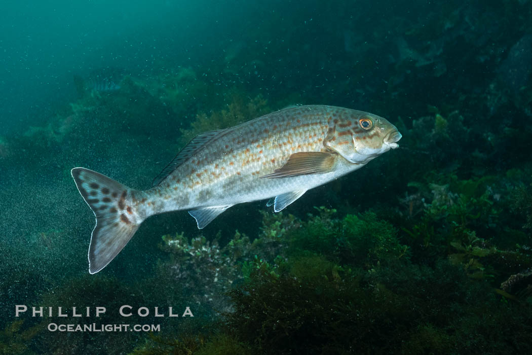 Dusky Morwong, Dactylophora nigricans, Kangaroo Island, South Australia., Dactylophora nigricans, natural history stock photograph, photo id 39271