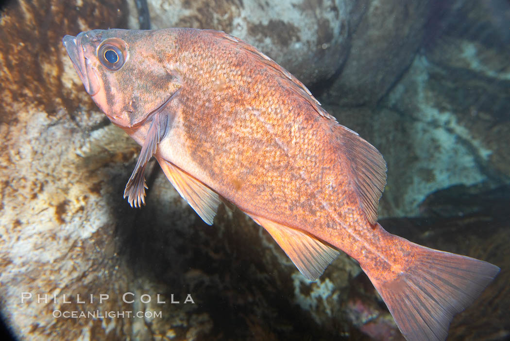 Dusky rockfish., Sebastes ciliatus, natural history stock photograph, photo id 16962